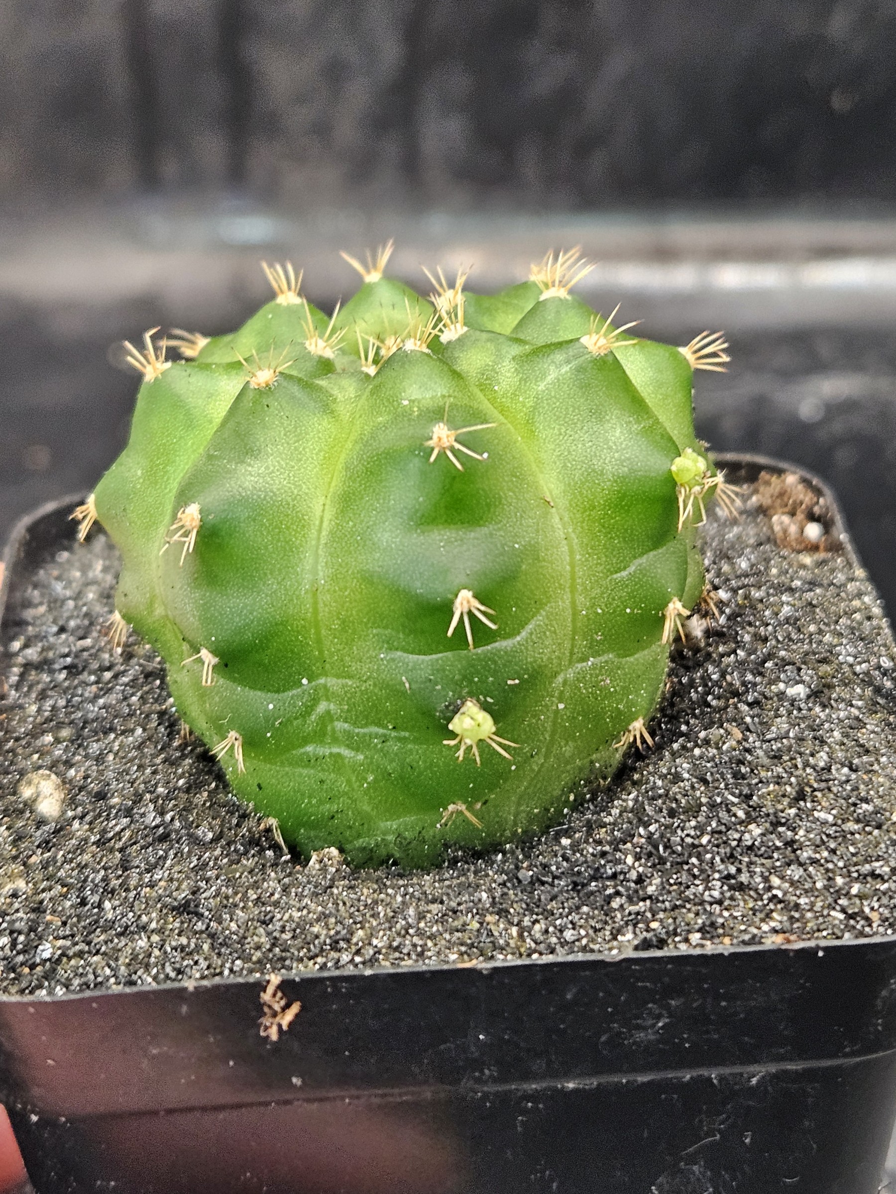 Gymnocalycium mihanovichii 'Green Mable'