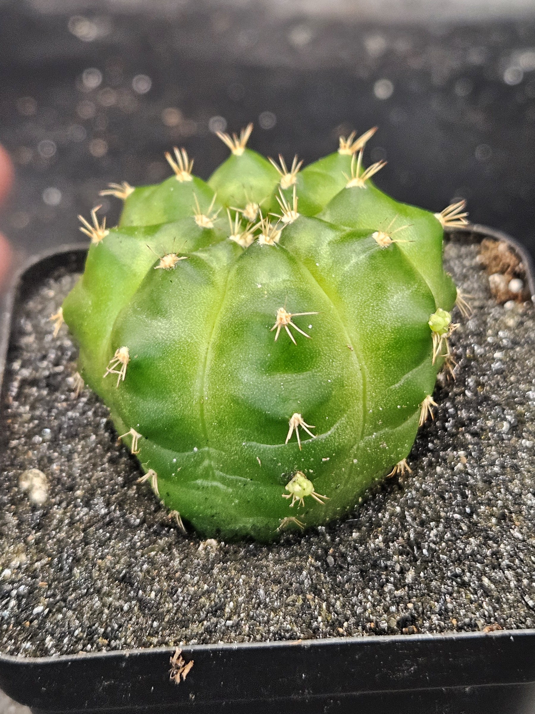 Gymnocalycium mihanovichii 'Green Mable'