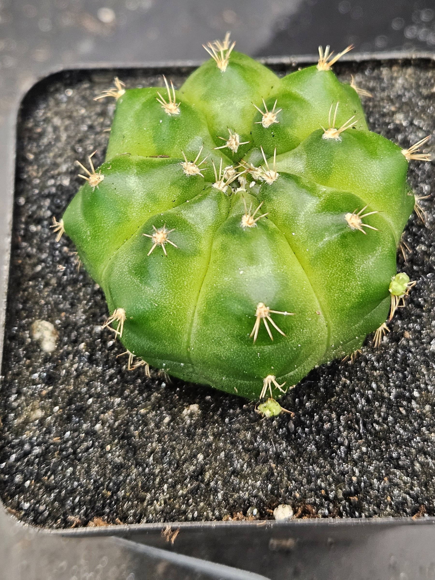 Gymnocalycium mihanovichii 'Green Mable'