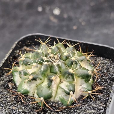 Gymnocalycium mihanovichii 'Marble'