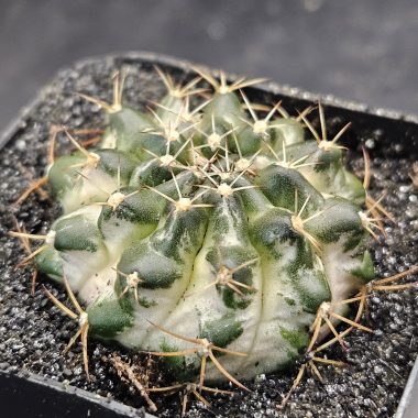 pn-2026-000007-02-Ul34hH4vJt-normalized Gymnocalycium mihanovichii 'Marble'