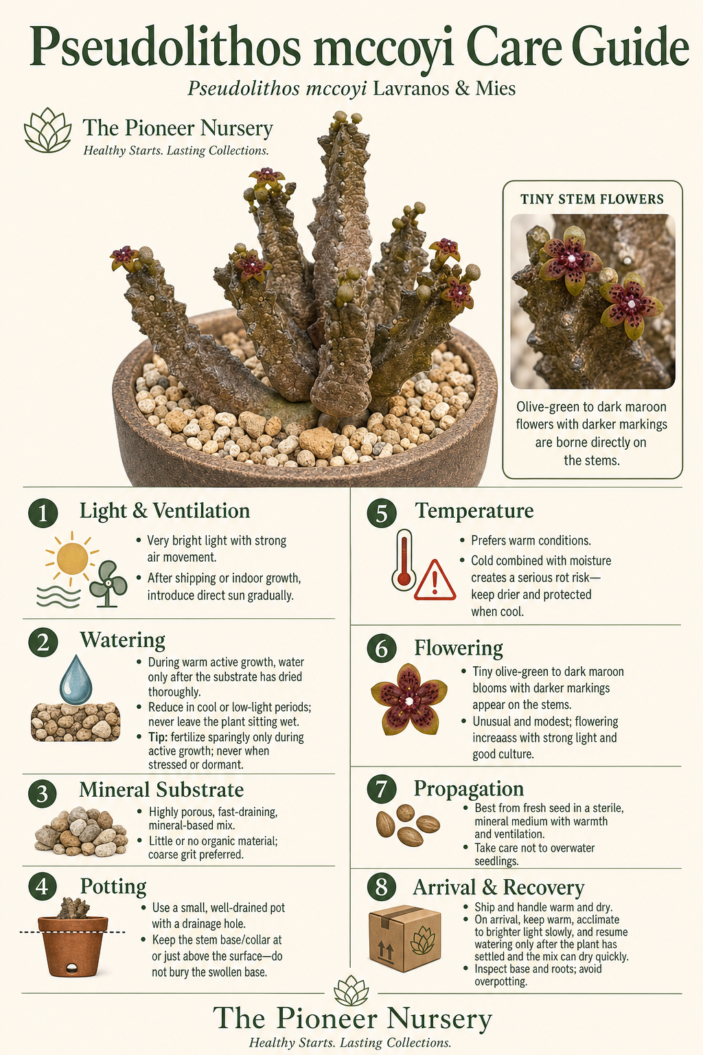 Pseudolithos mccoyi care guide showing its rough, branching, stone-mimicking stems, swollen base, bright light, mineral substrate, careful watering, warmth, and ventilation.