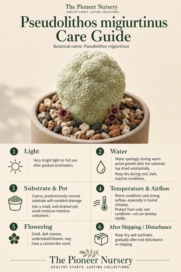Pseudolithos migiurtinus care infographic showing its rounded leafless stem, bright light needs, mineral substrate, careful watering, and rot prevention.