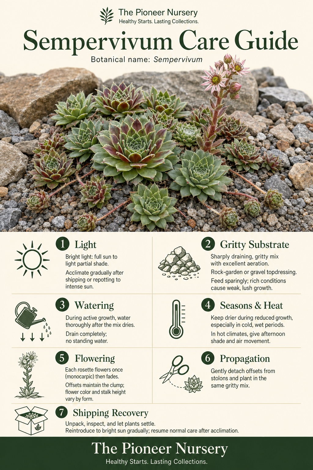 Sempervivum care guide showing compact rosettes and offsets in a gritty rock-garden setting with bright-light, watering, soil, temperature, flowering, and propagation care callouts.
