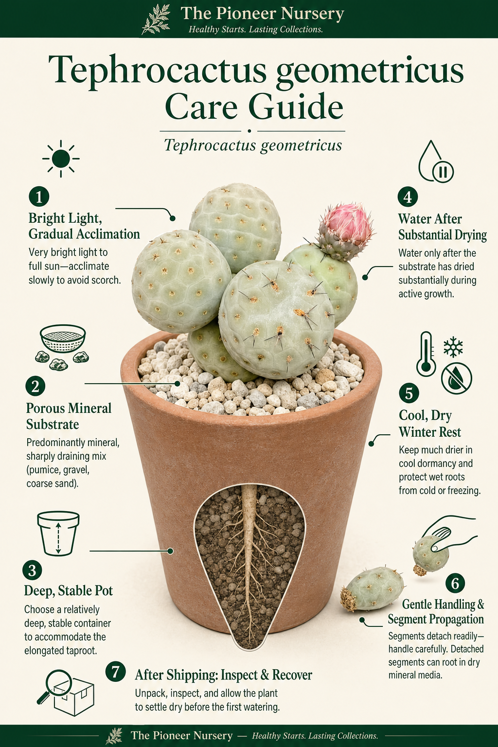 Tephrocactus geometricus care guide showing its rounded segmented form, deep pot, mineral substrate, bright light, cautious watering, and cool dry winter rest.