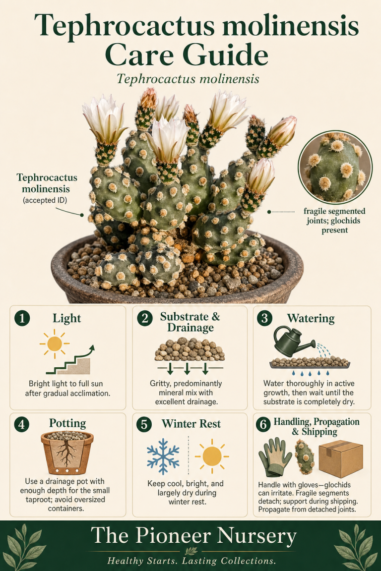 Tephrocactus molinensis, a small segmented opuntioid cactus with globose joints and prominent glochid tufts, shown with its care requirements.