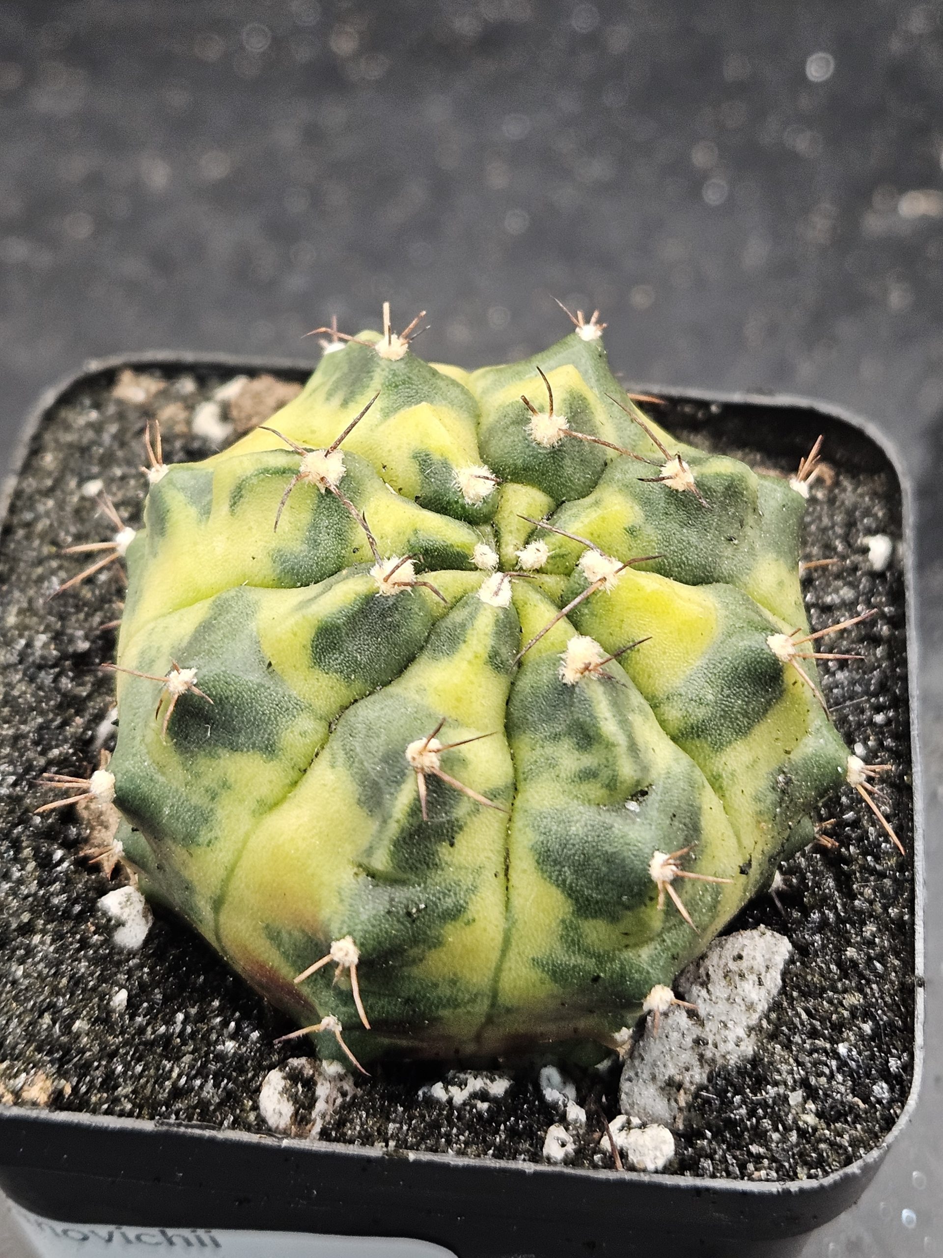 Sepia A Gymnocalycium mihanovichii clone