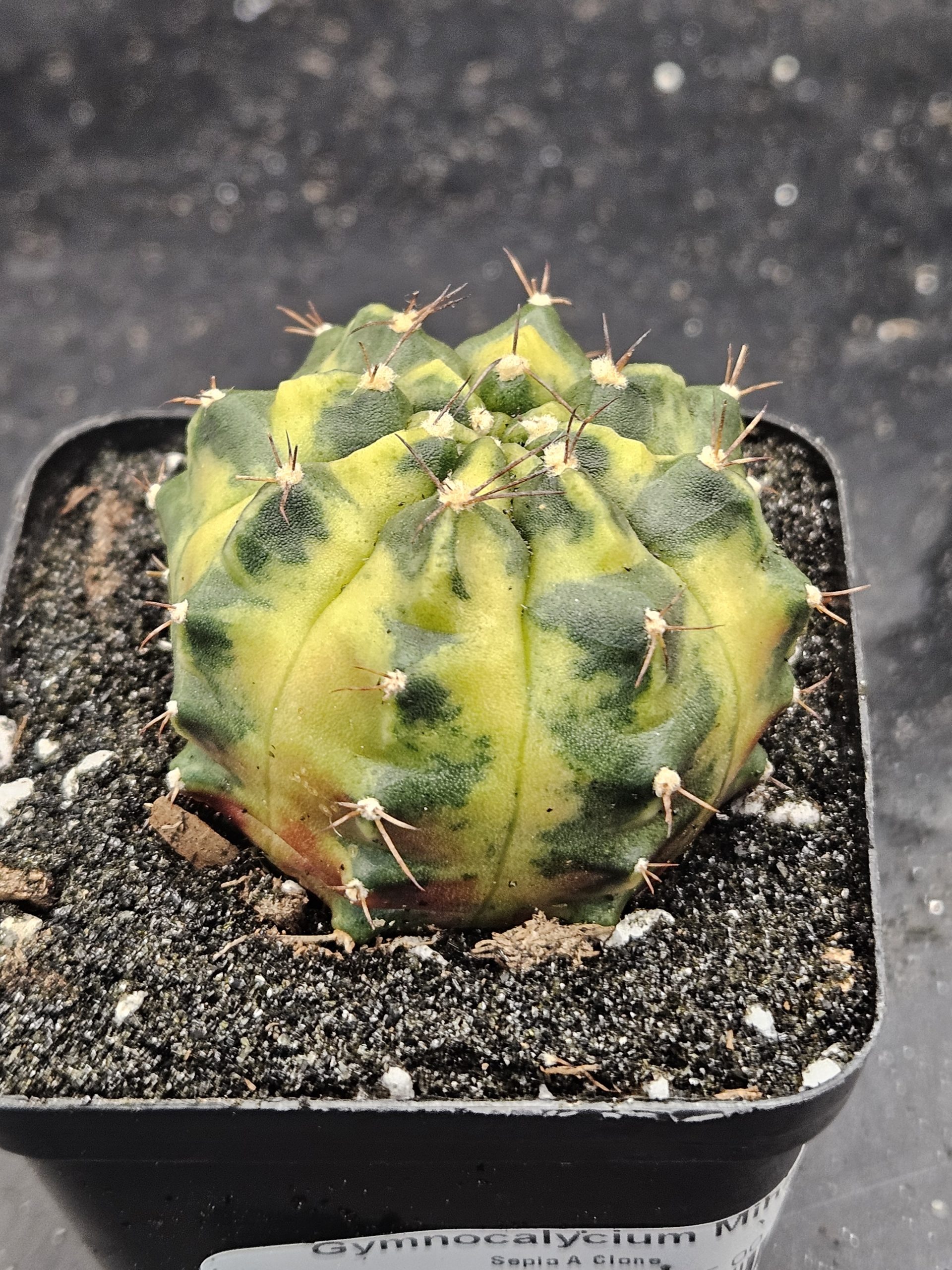 Sepia A Gymnocalycium mihanovichii clone