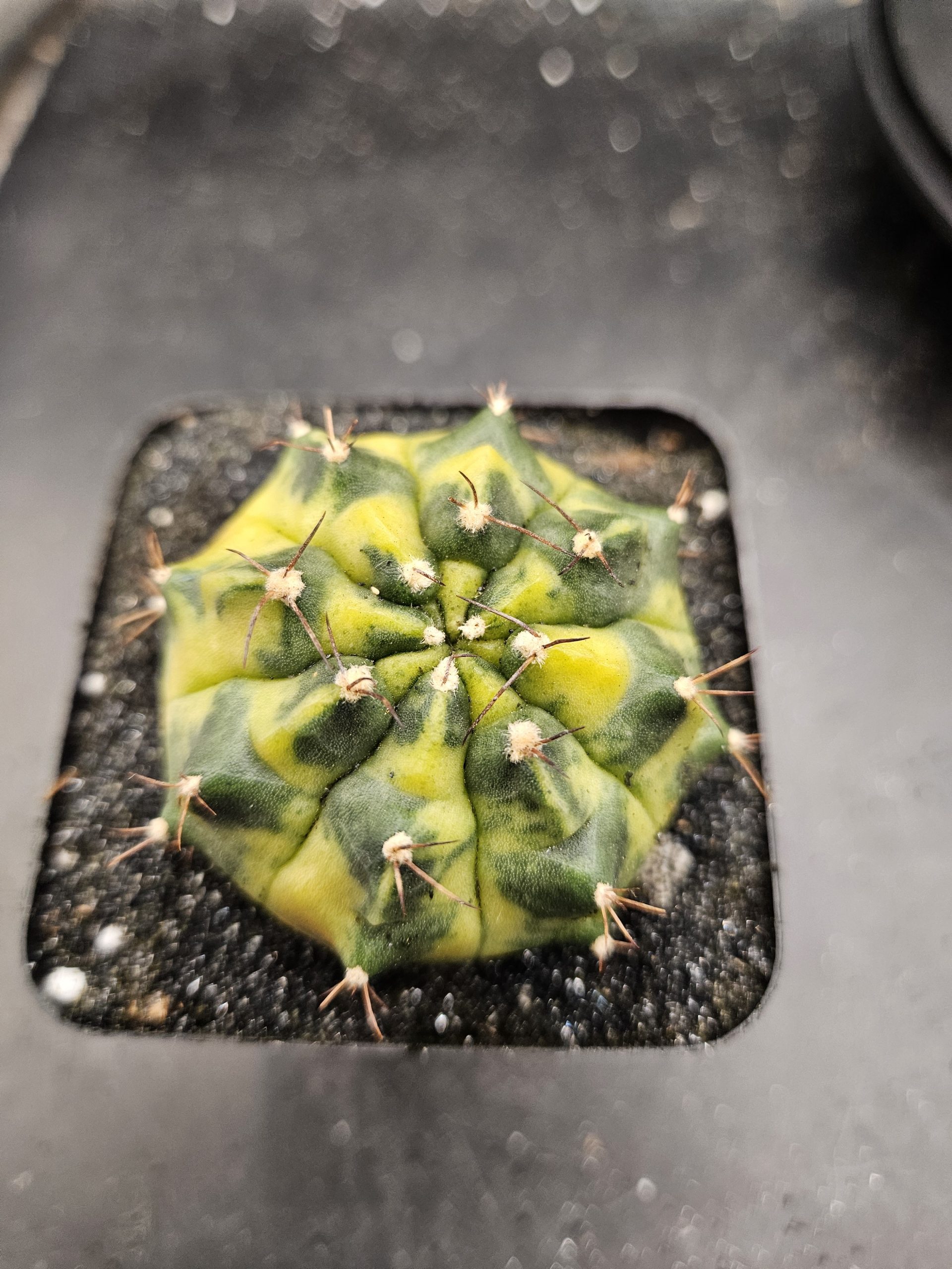 Sepia A Gymnocalycium mihanovichii clone