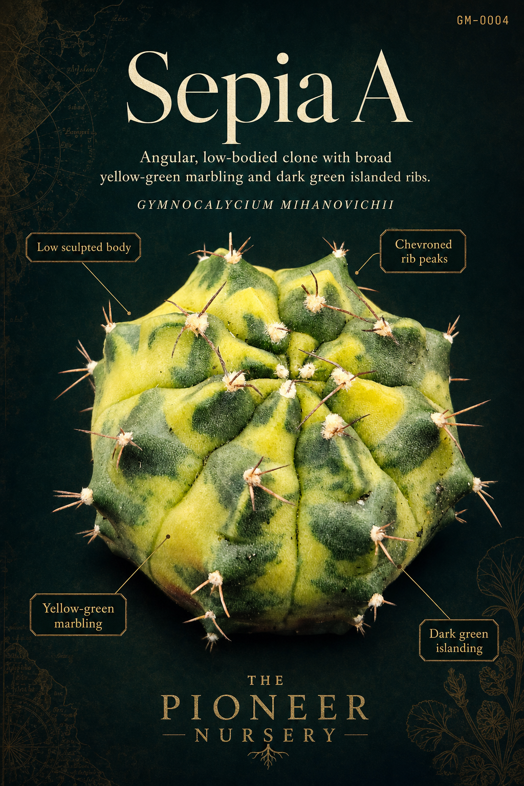 Sepia A Gymnocalycium mihanovichii clone profile