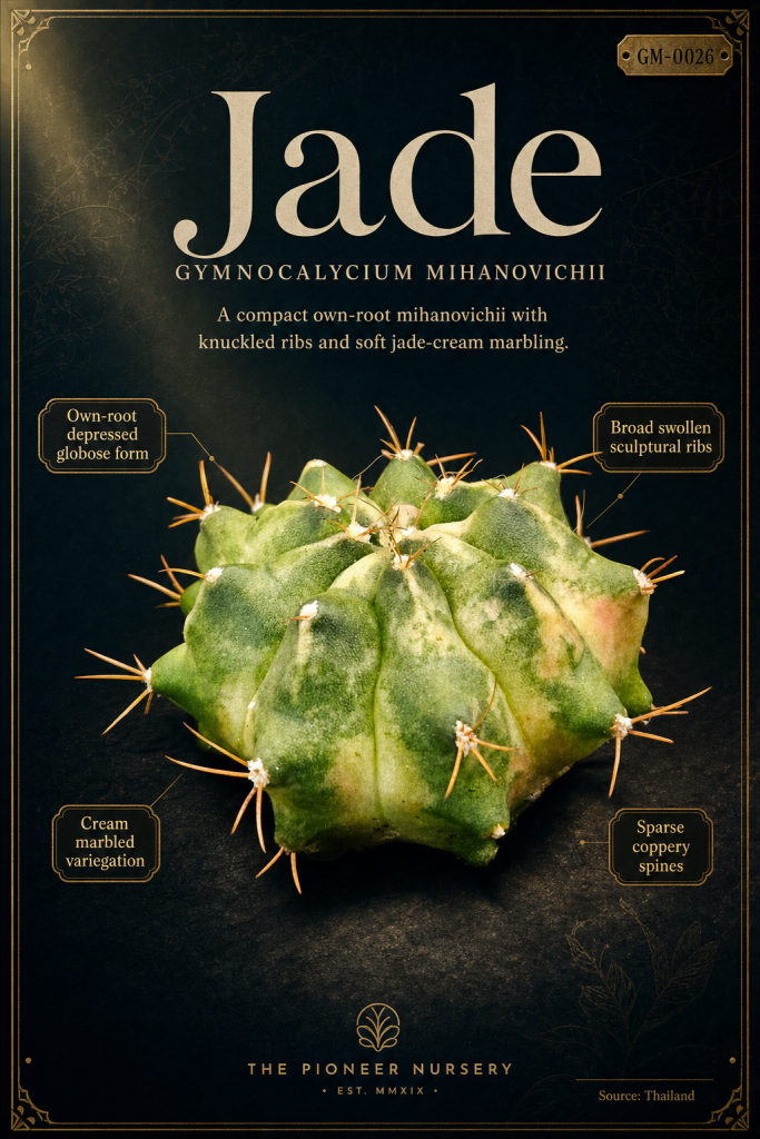 Jade Gymnocalycium mihanovichii clone profile