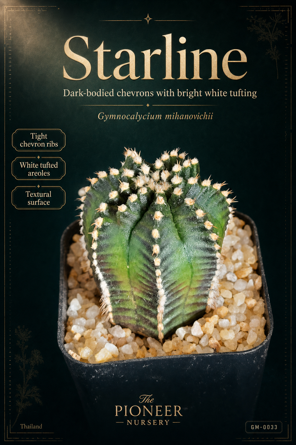 Starline Gymnocalycium mihanovichii clone profile