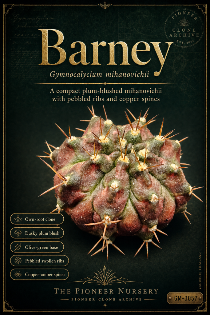 Barney Gymnocalycium mihanovichii clone profile