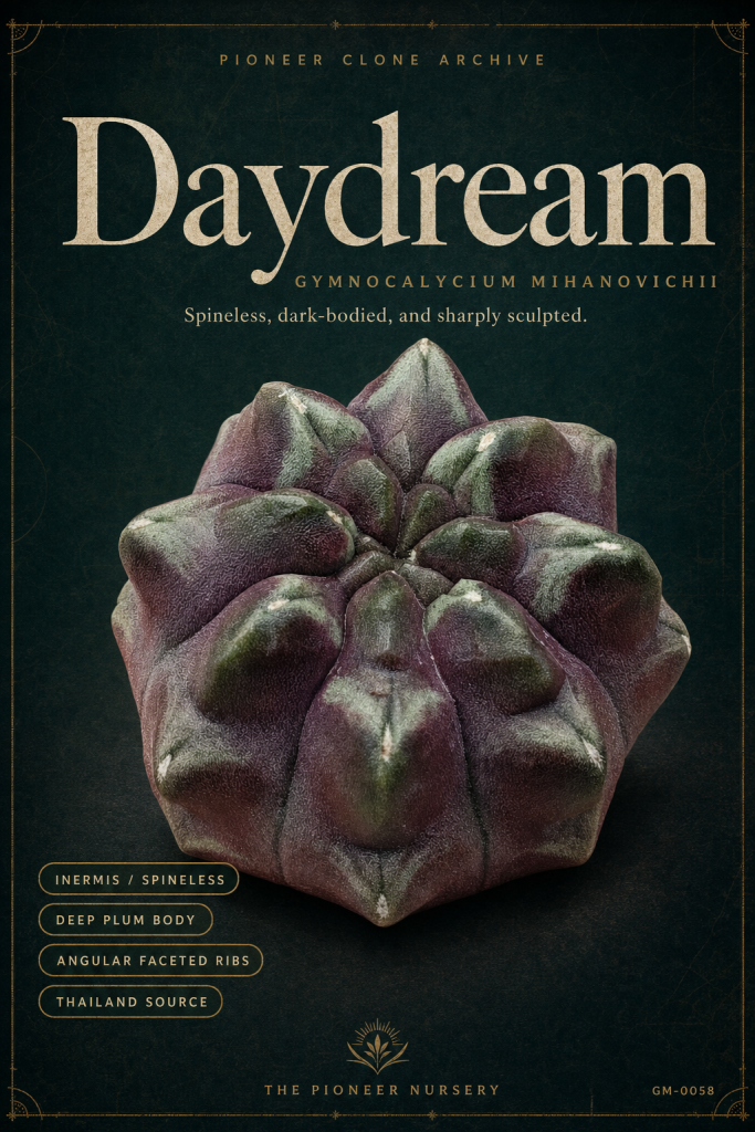 Daydream Gymnocalycium mihanovichii clone profile