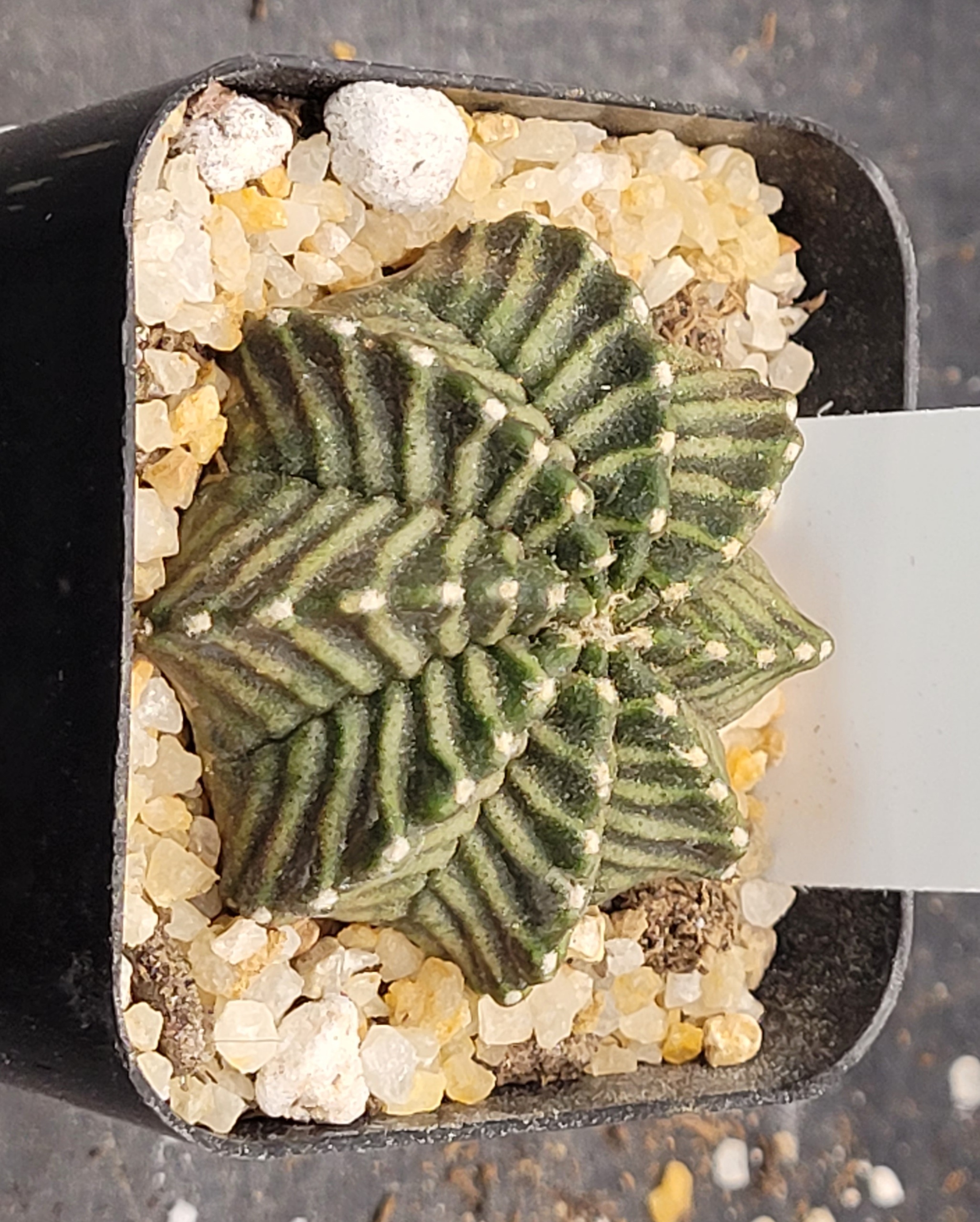 Kanomchan Gymnocalycium mihanovichii clone