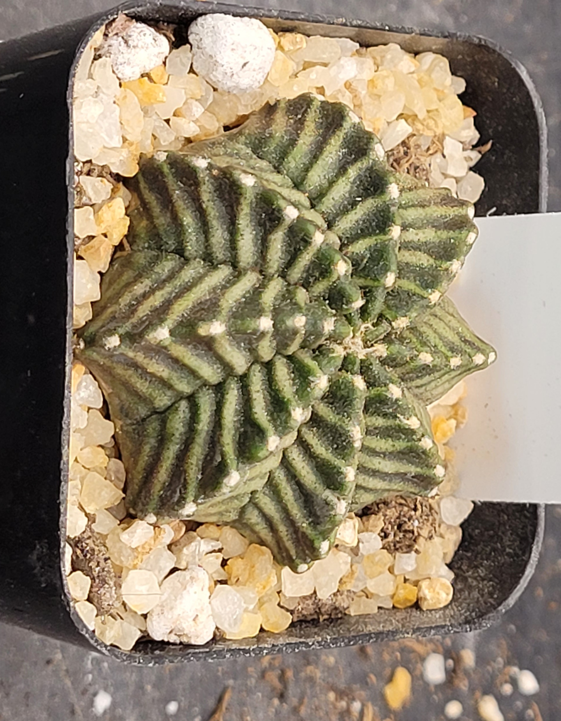 Kanomchan Gymnocalycium mihanovichii clone
