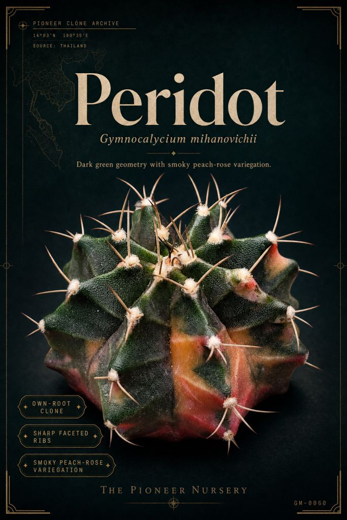 Peridot — Gymnocalycium mihanovichii Clone Profile
