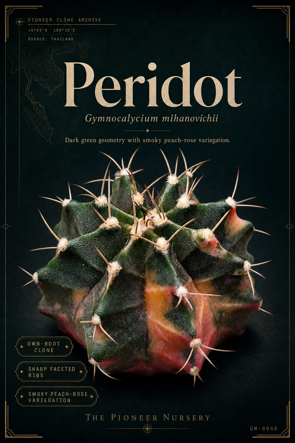 Peridot Gymnocalycium mihanovichii clone profile