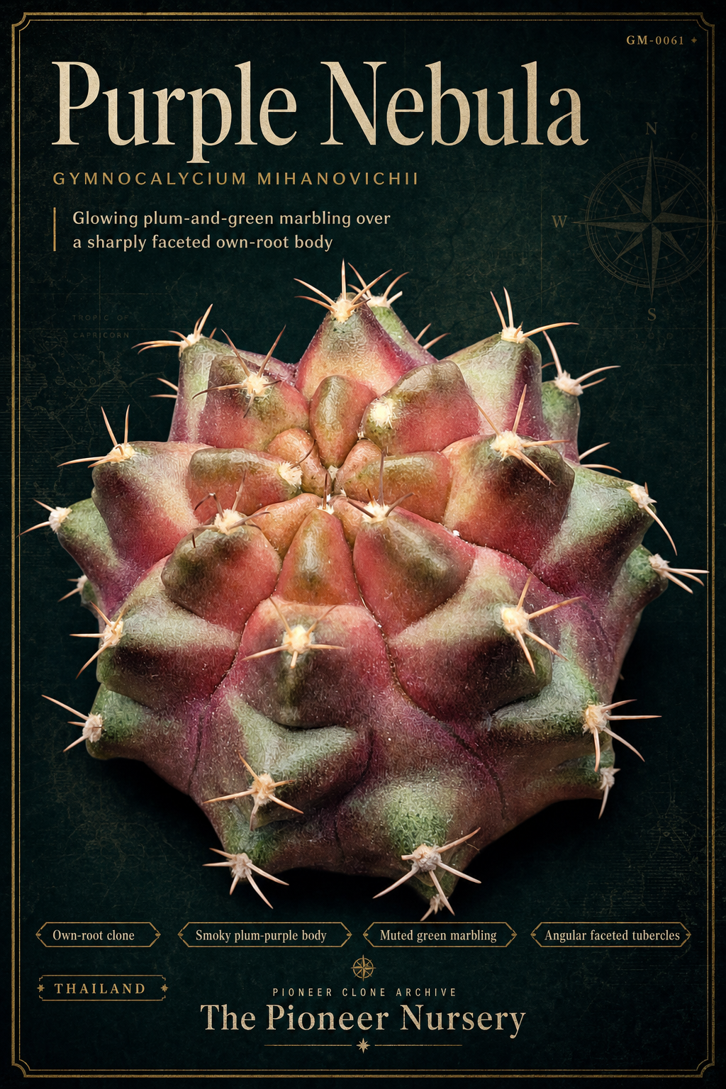 Purple Nebula Gymnocalycium mihanovichii clone profile