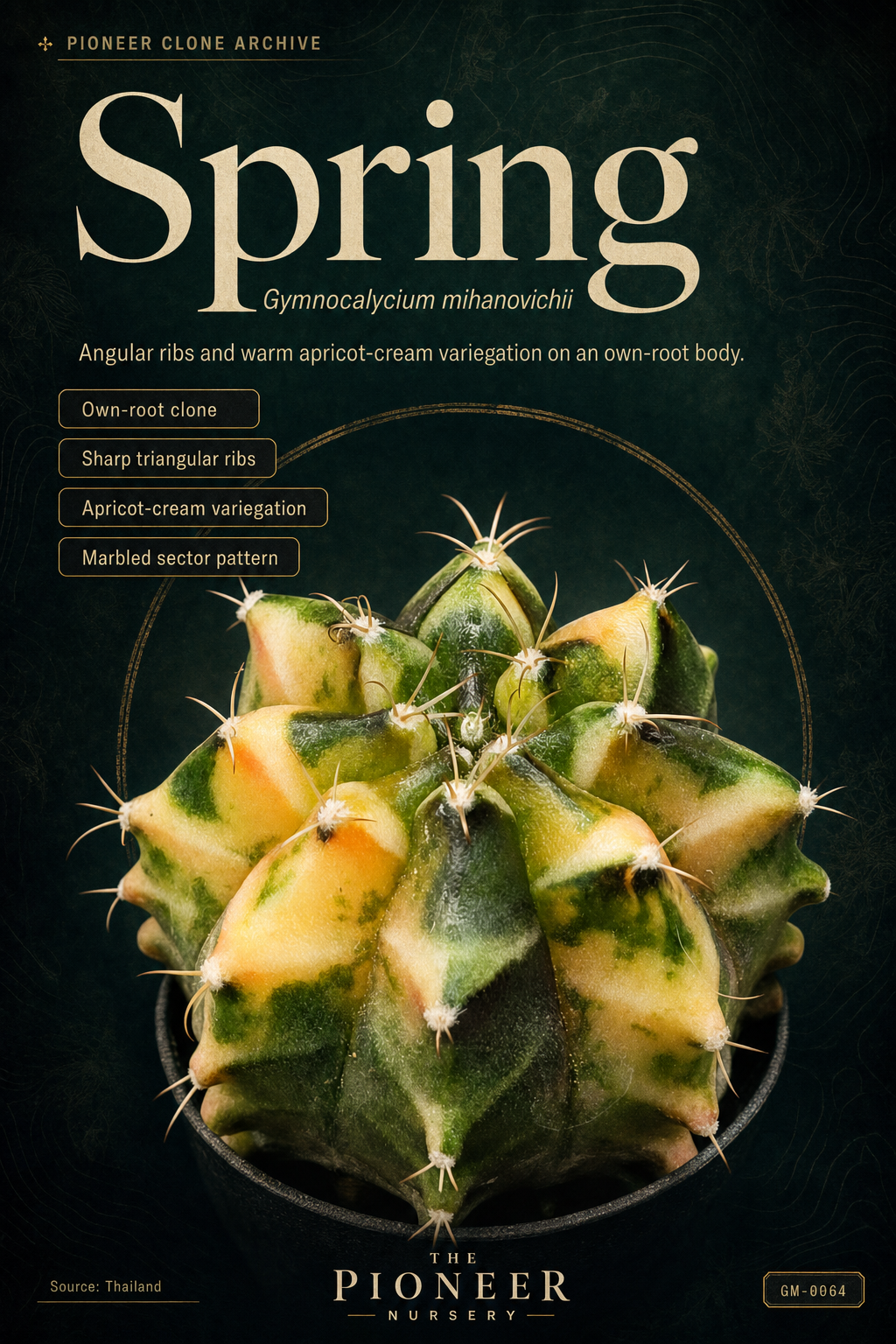 Spring Gymnocalycium mihanovichii clone profile