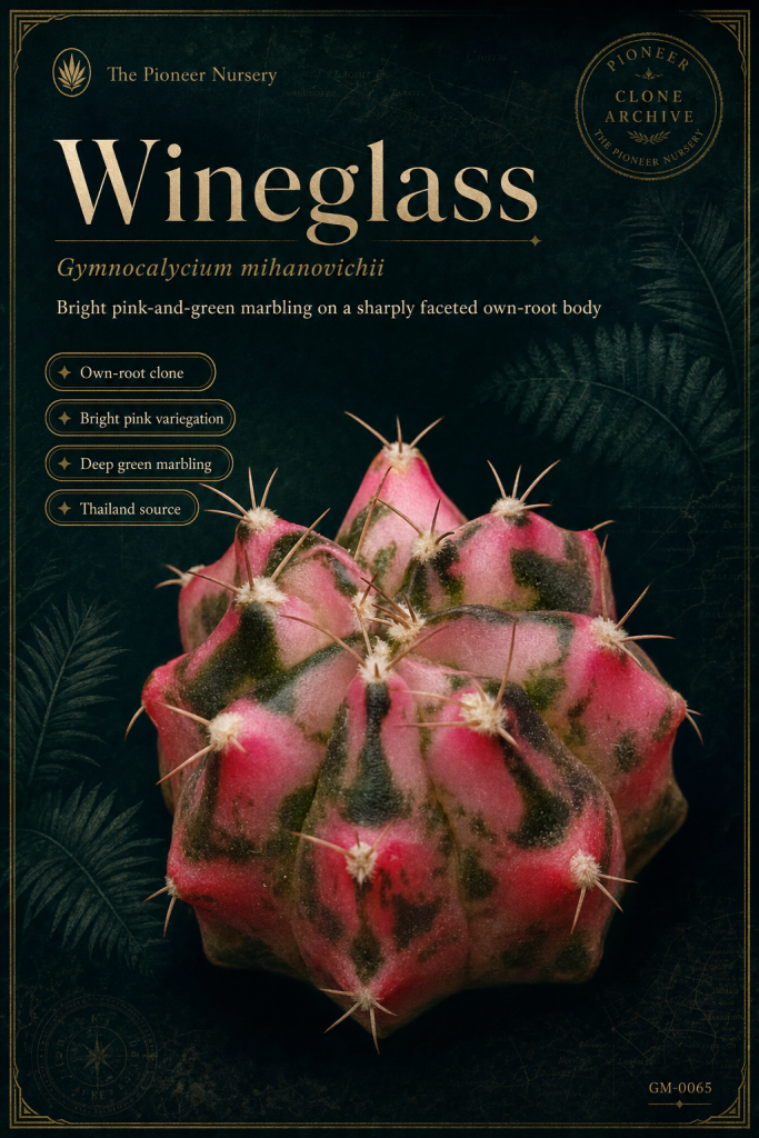 Wineglass Gymnocalycium mihanovichii clone profile