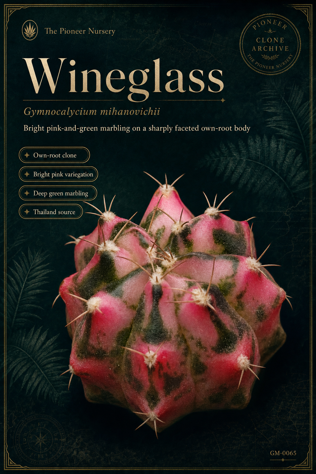 Wineglass Gymnocalycium mihanovichii clone profile