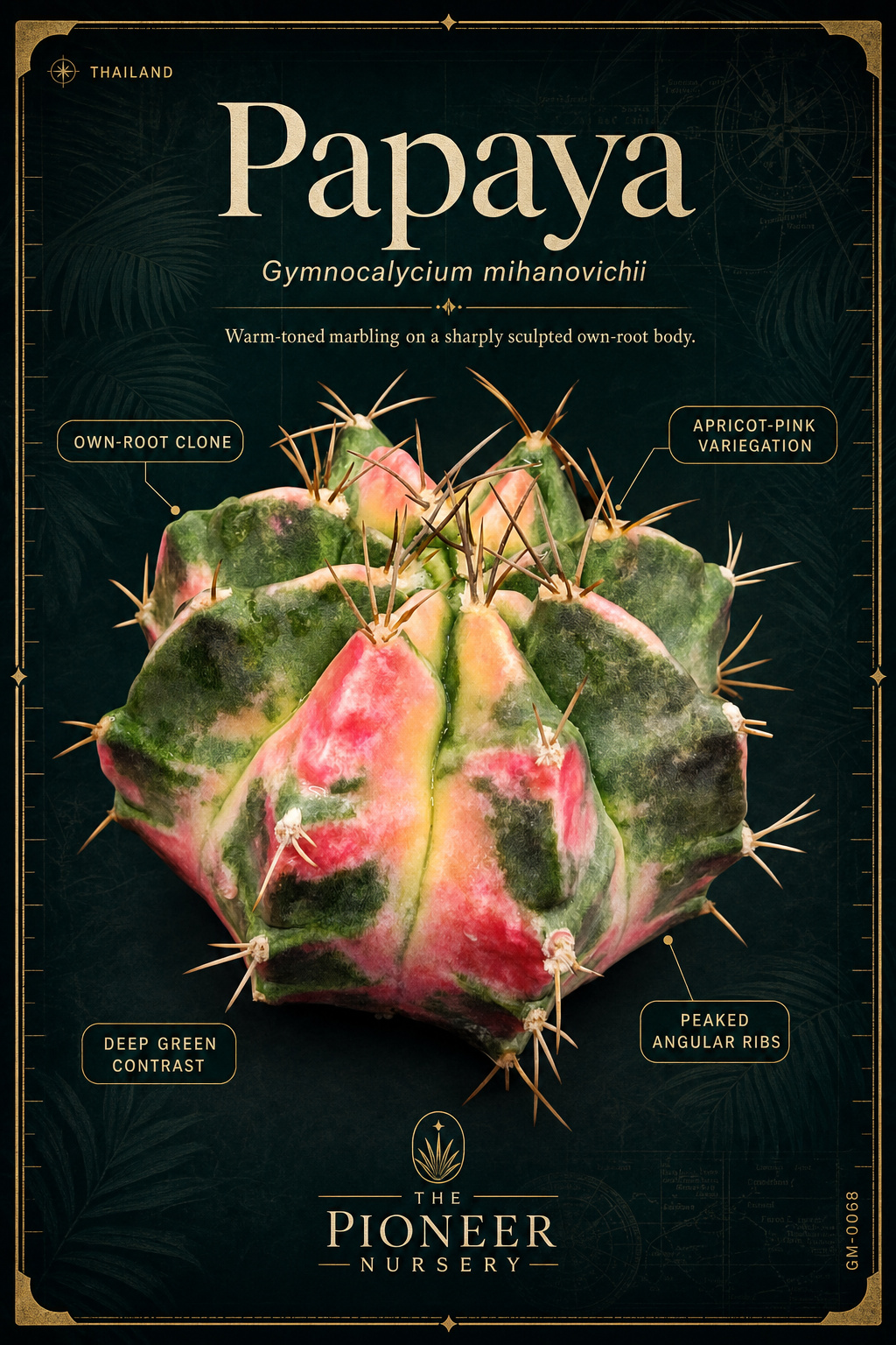 Papaya Gymnocalycium mihanovichii clone profile