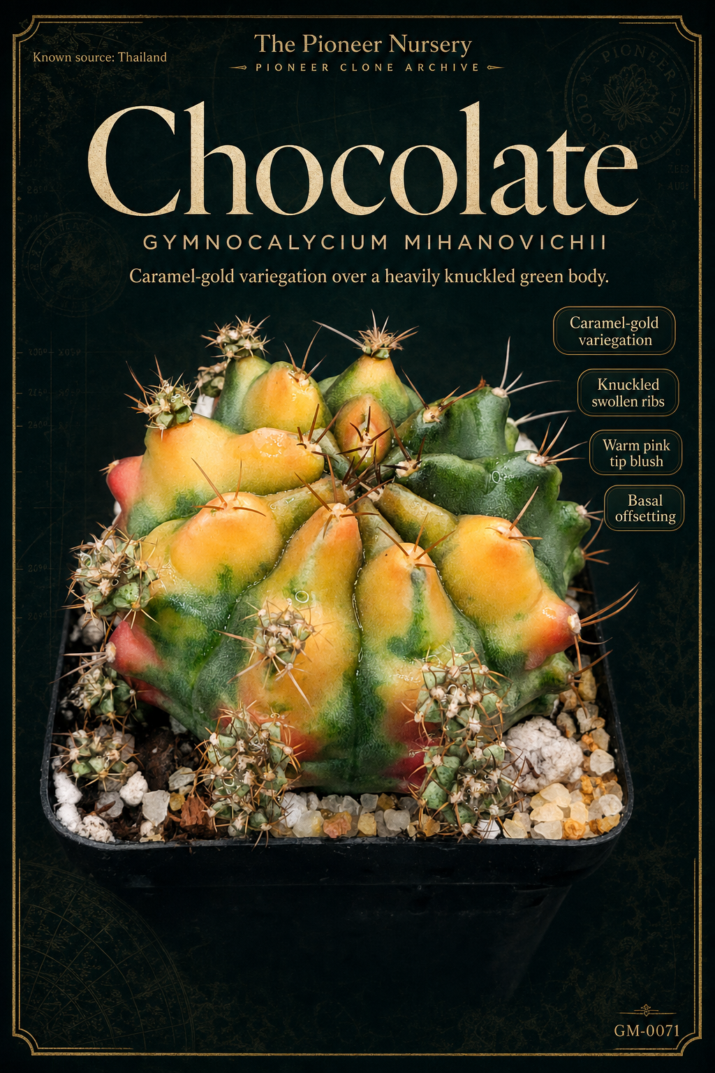 Chocolate Gymnocalycium mihanovichii clone profile