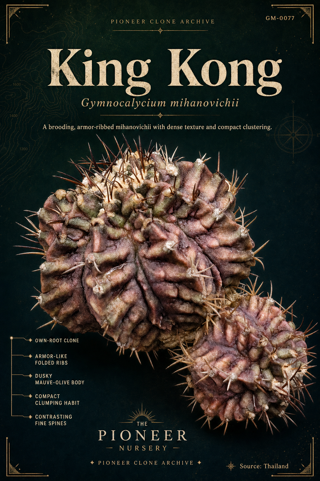 King Kong Gymnocalycium mihanovichii clone profile