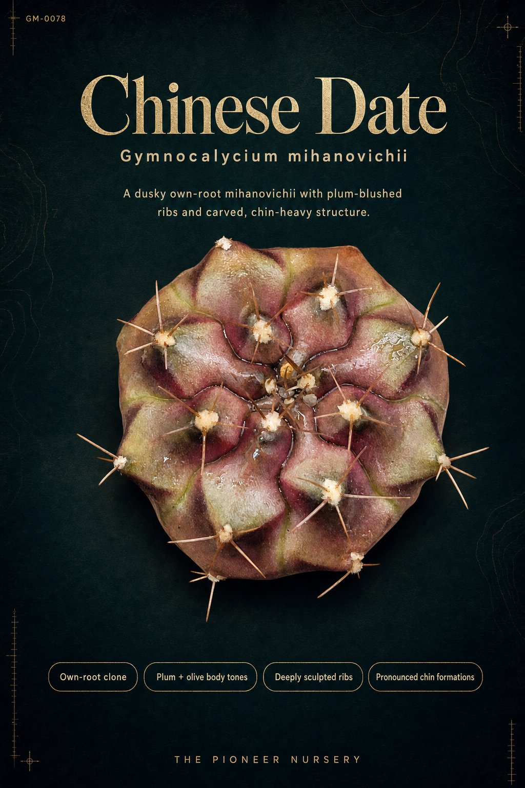 Chinese Date Gymnocalycium mihanovichii clone profile