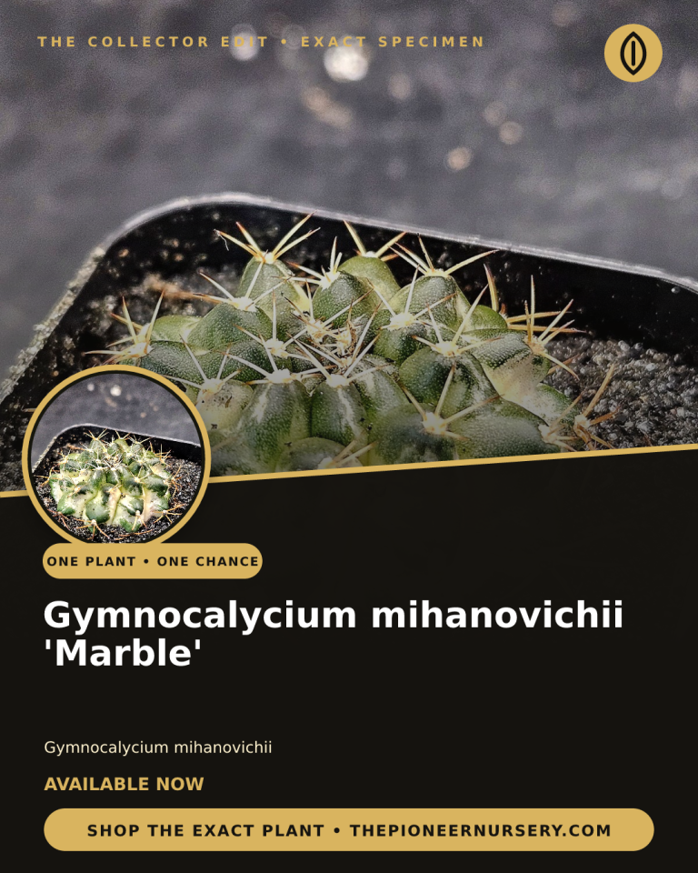 Gymnocalycium mihanovichii ‘Marble’