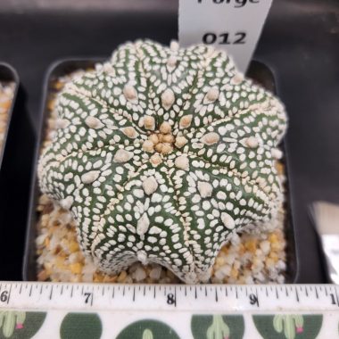 Astrophytum asterias — 3.5 — Exact #17 — PN-2026-000057