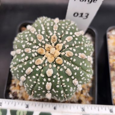Astrophytum asterias — 3.5 — Exact #13 — PN-2026-000059