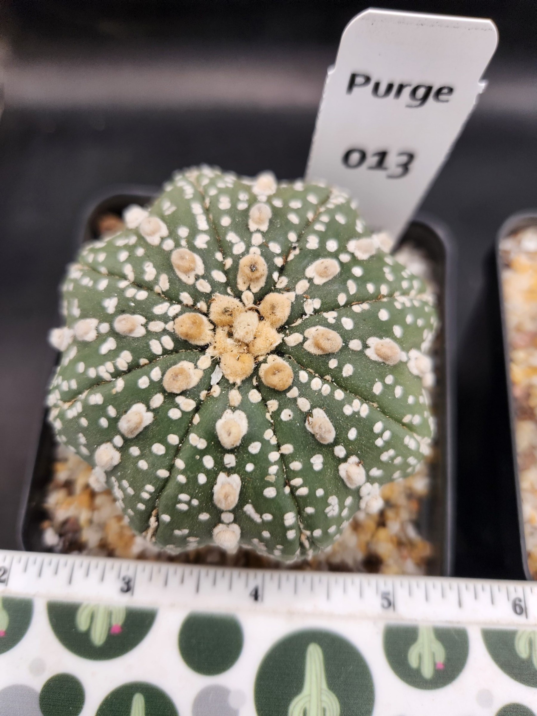 Astrophytum asterias — 3 — Exact #16 — PN-2026-000056
