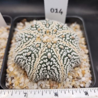 Astrophytum asterias — 3.5 — Exact #14 — PN-2026-000060