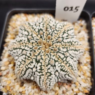Astrophytum asterias — 3.5 — Exact #21 — PN-2026-000061