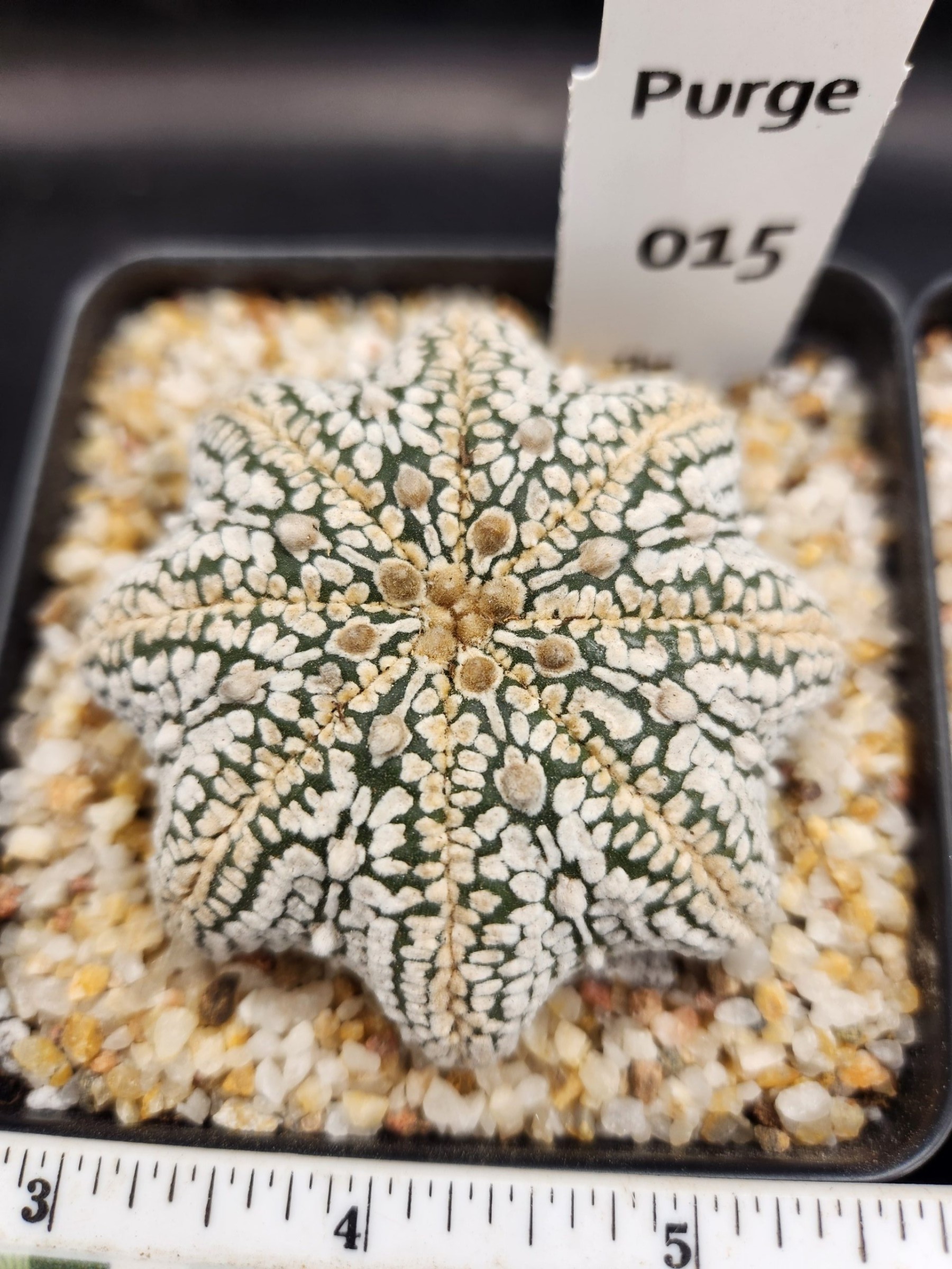 Astrophytum asterias — 3.5 — Exact #15 — PN-2026-000054