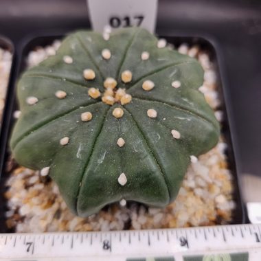 Astrophytum asterias — 3.5 — Exact #17 — PN-2026-000066