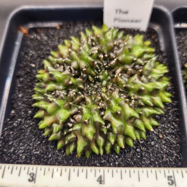 Gymnocalycium mihanovichii Cristata, Inermis — 3.5 inch — Exact #18 — PN-2026-000067