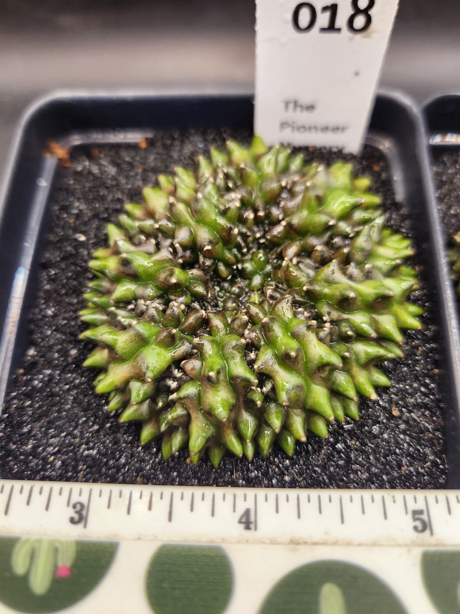 Gymnocalycium mihanovichii Cristata, Inermis — 3.5 inch — Exact #18 — PN-2026-000067