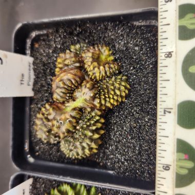 Gymnocalycium mihanovichii Cristata, Inermis — 3.5 inch — Exact #19 — PN-2026-000068