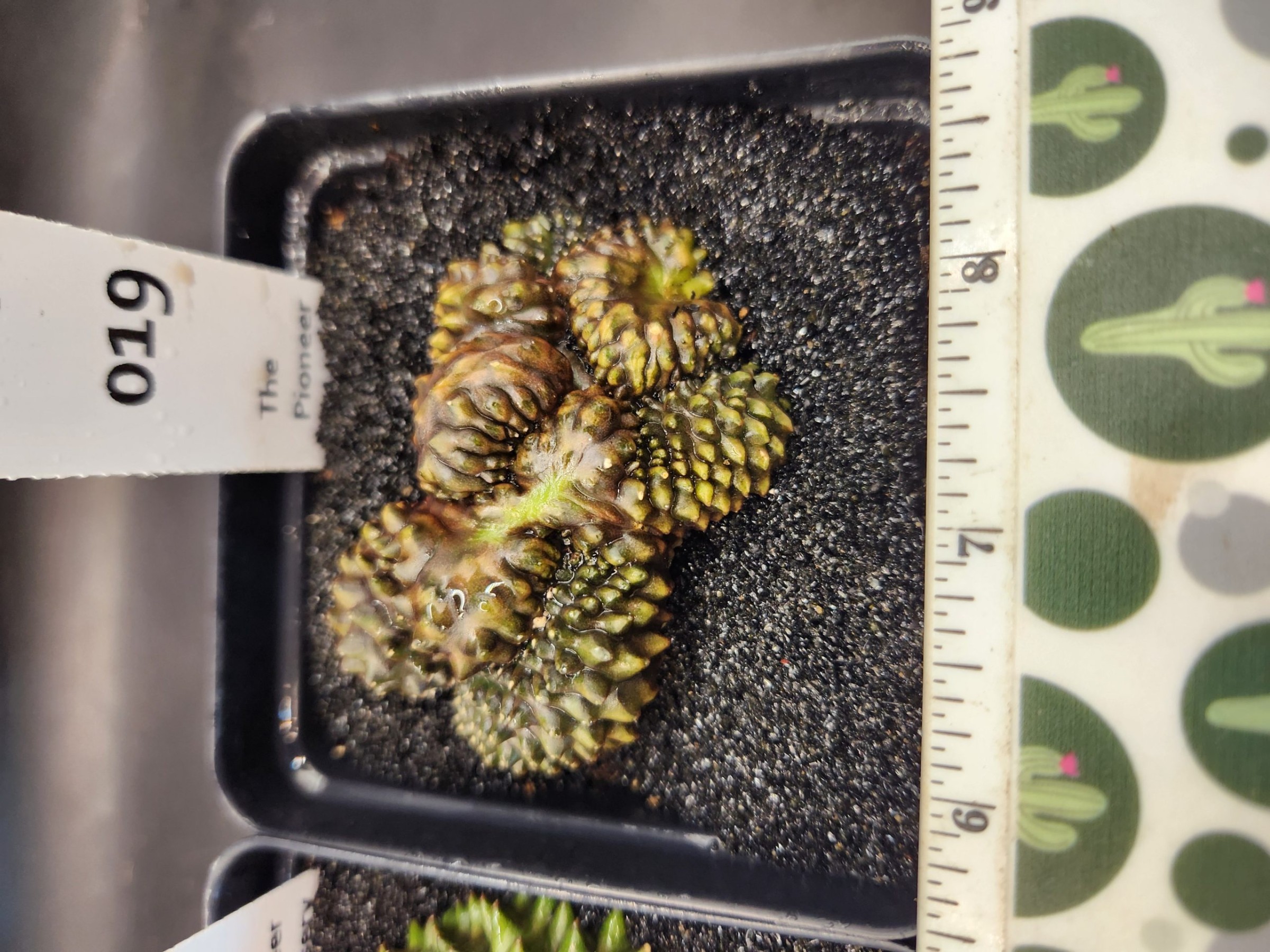 Gymnocalycium mihanovichii Cristata, Inermis — 3.5 inch — Exact #19 — PN-2026-000068