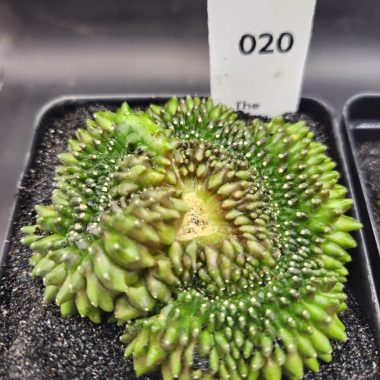 Gymnocalycium mihanovichii Cristata, Inermis — 3.5 inch — Exact #20 — PN-2026-000074