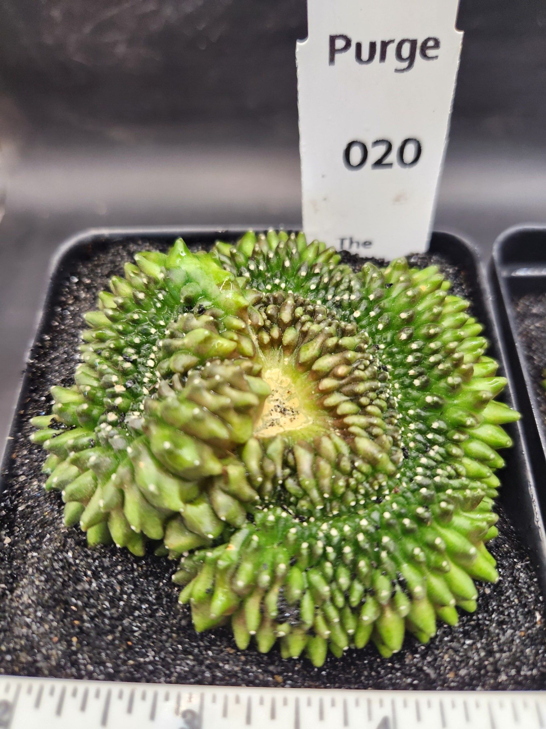Gymnocalycium mihanovichii Cristata, Inermis — 3.5 inch — Exact #20 — PN-2026-000074