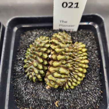 Gymnocalycium mihanovichii Cristata, Inermis — 3.5 inch — Exact #21 — PN-2026-000075