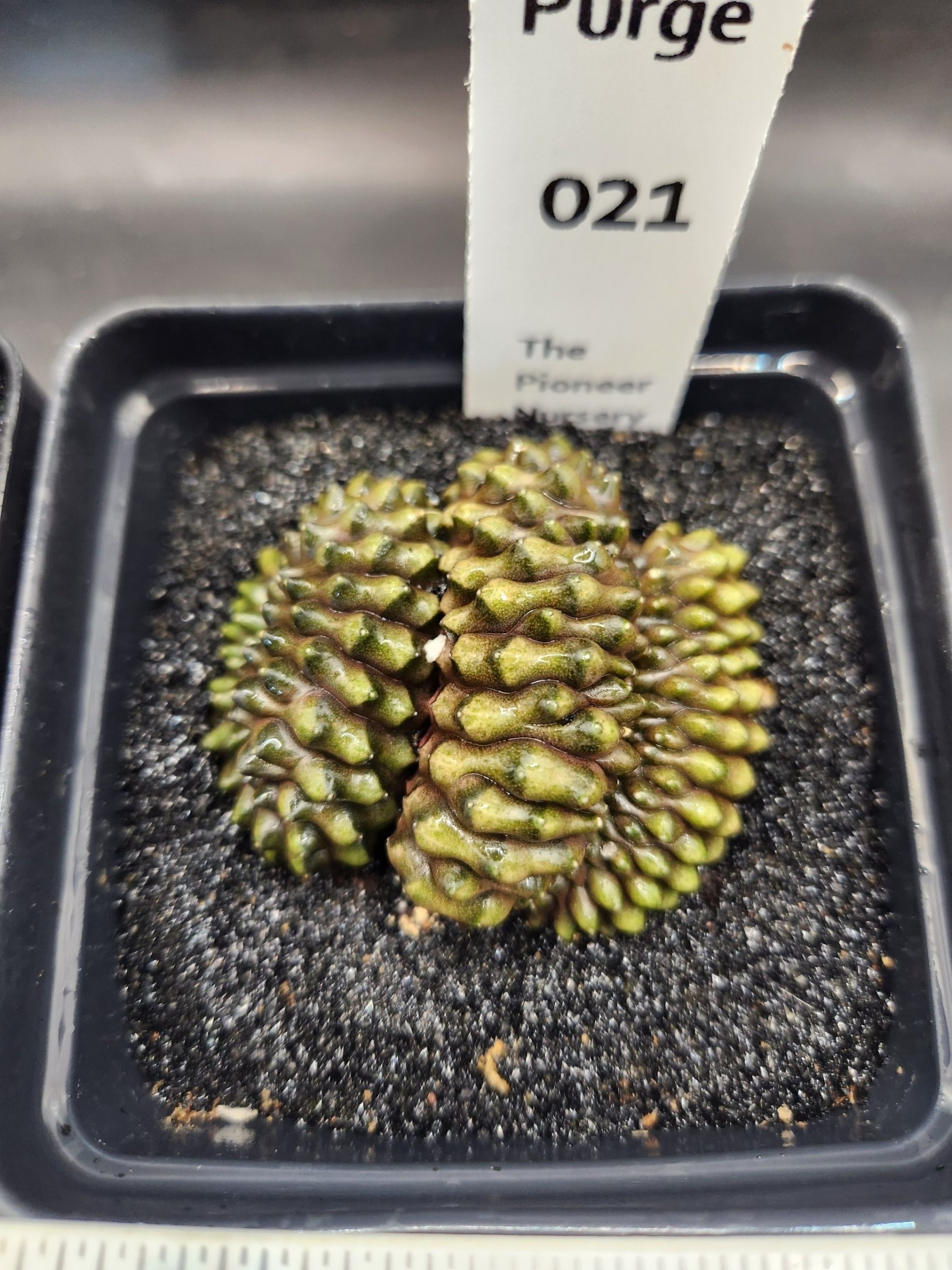 Gymnocalycium mihanovichii Cristata, Inermis — 3.5 inch — Exact #21 — PN-2026-000075