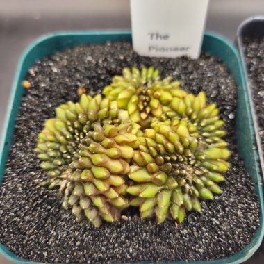 Gymnocalycium mihanovichii Cristata, Inermis — 3.5 inch — Exact #22 — PN-2026-000076