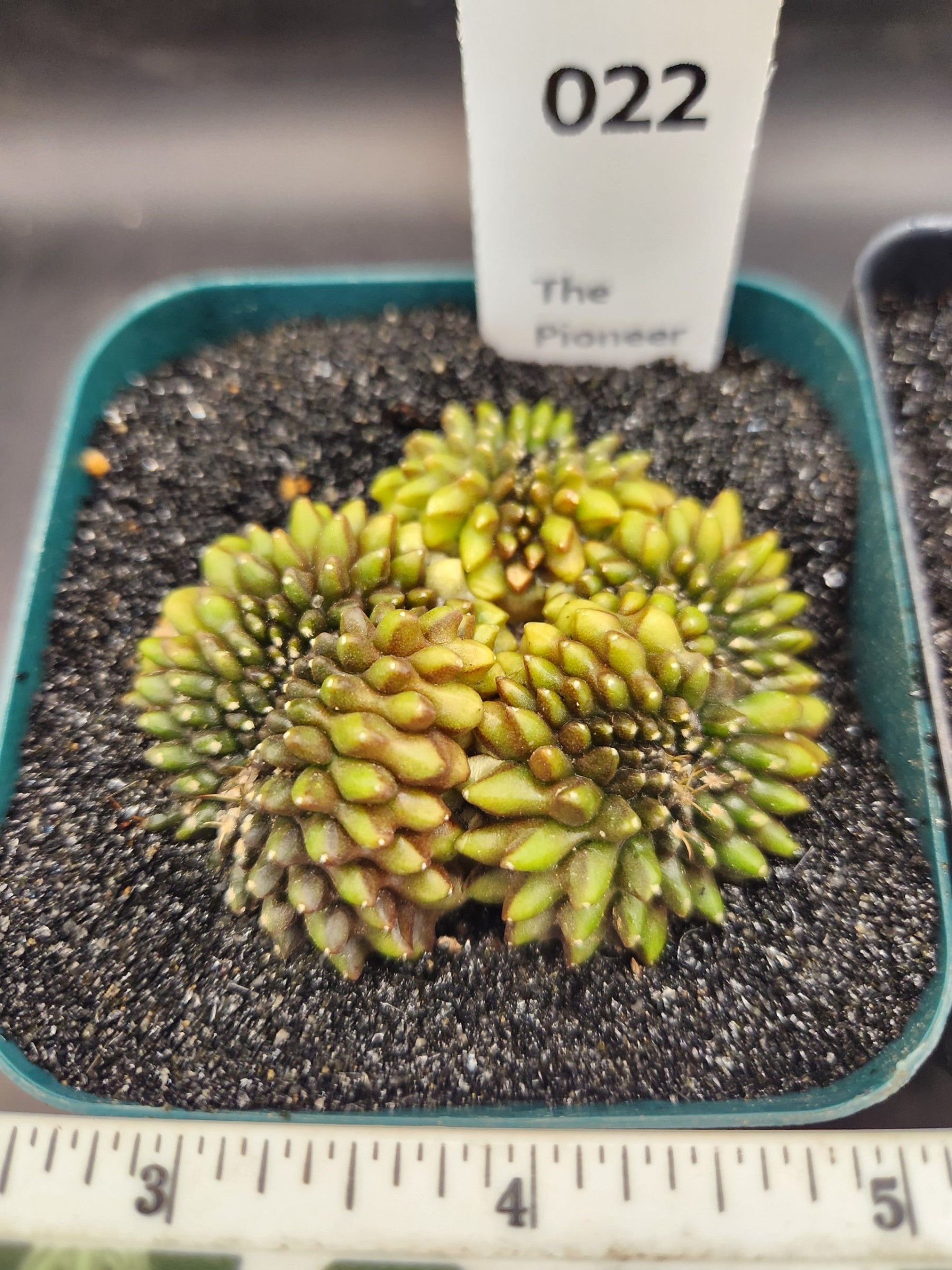 Gymnocalycium mihanovichii Cristata, Inermis — 3.5 inch — Exact #22 — PN-2026-000076