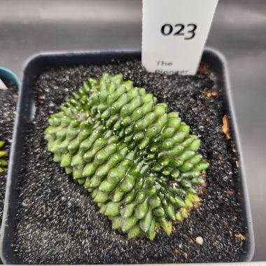 Gymnocalycium mihanovichii Cristata, Inermis — 3.5 inch — Exact #23 — PN-2026-000077