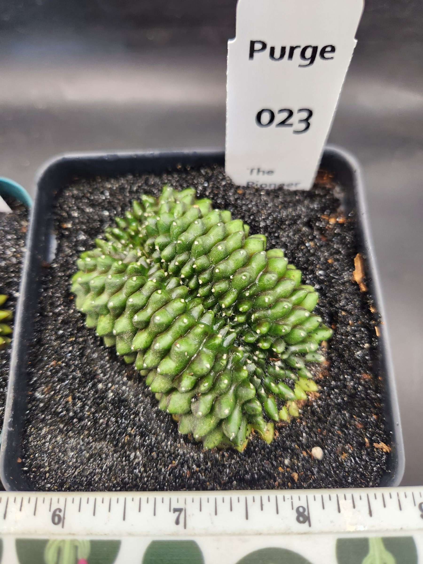 Gymnocalycium mihanovichii Cristata, Inermis — 3.5 inch — Exact #23 — PN-2026-000077